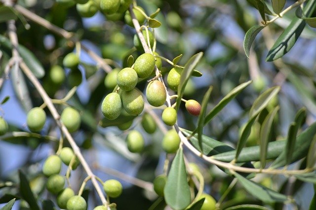 The Uniqueness of the Olive Tree, Beneficial for Health and Symbolizing Peace