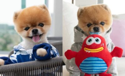 10 Potret Lucunya Jiffpom, Anjing yang Hits Instagram