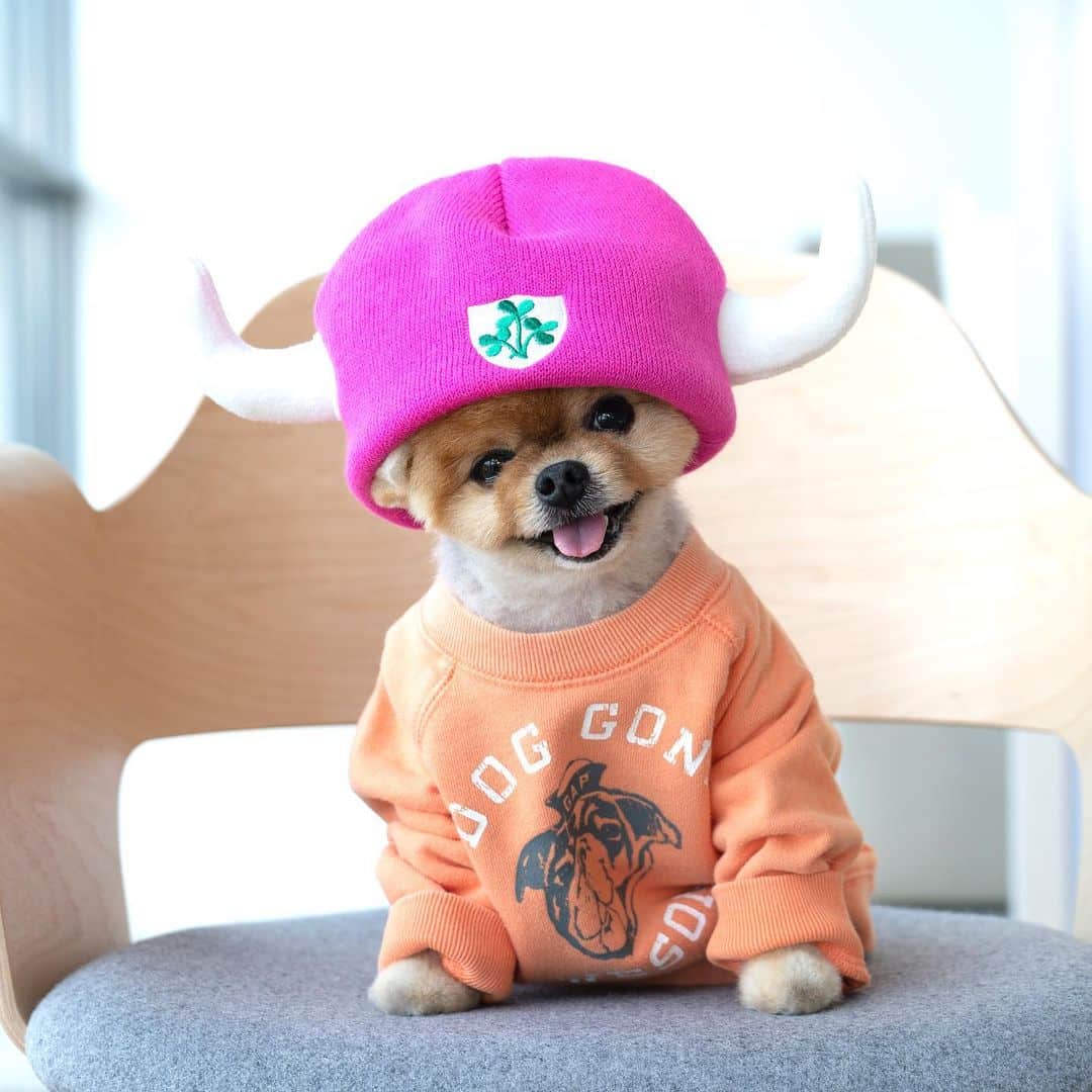 10 Potret Lucunya Jiffpom, Anjing yang Hits Instagram