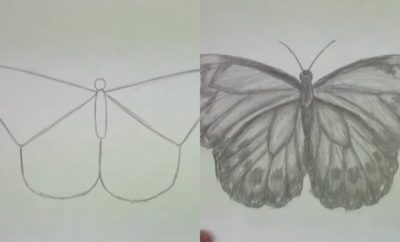 10 Cara Menggambar Kupu-Kupu Tampak Realistik