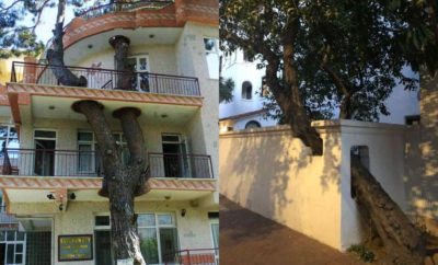 10 Bangunan yang Rela Dilubangi Agar Pohon Tetap Tumbuh