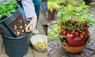 Tinggal Petik, 10 Sayur dan Bumbu Dapur yang Bisa Ditanam di Pot