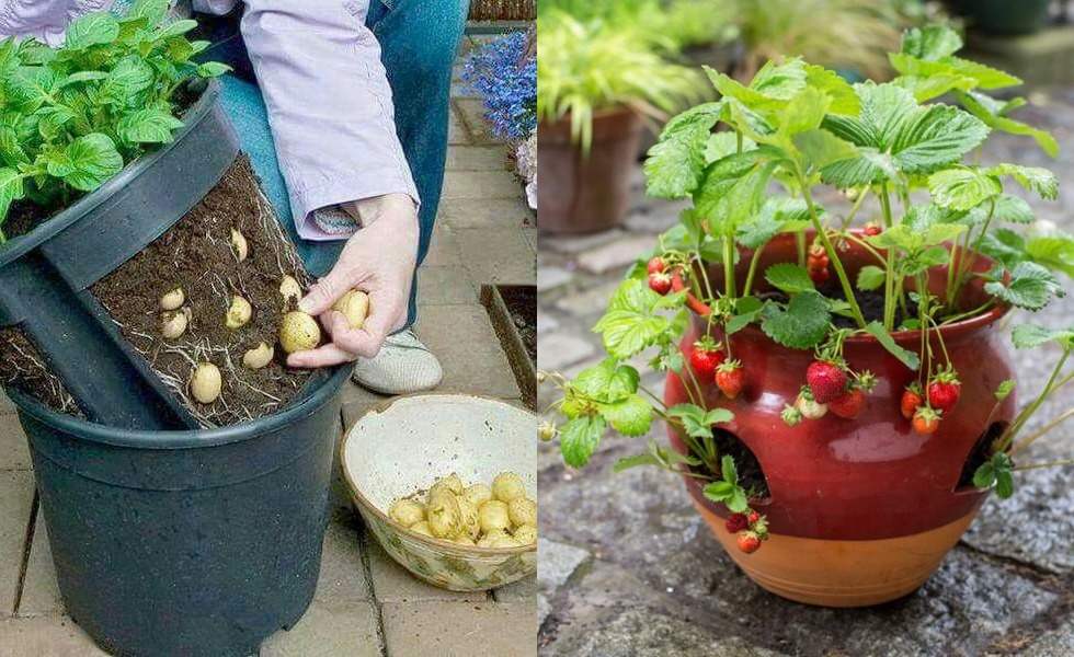 Resensi buku menanam tanaman buah dalam pot