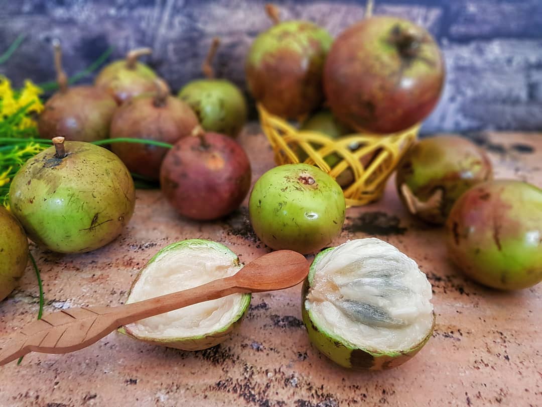 Banyak Manfaatnya, Buah Kenitu Asli Indonesia Sekarang Jarang Ditemukan