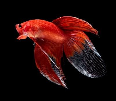 Lagi Hits, 10 Jenis Ikan Cupang yang Cocok Dijadikan Hewan Peliharaan