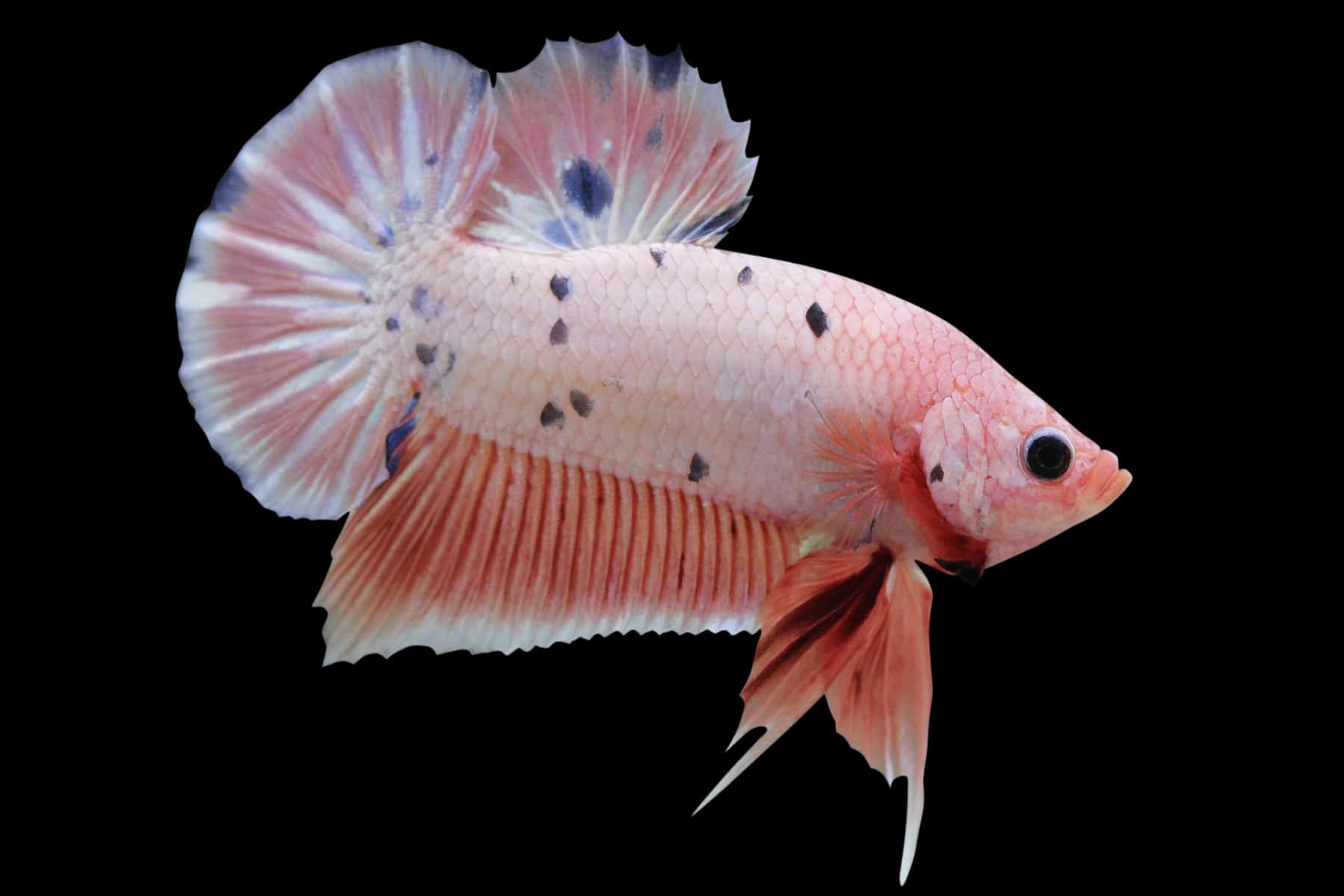 Lagi Hits, 10 Jenis Ikan Cupang yang Cocok Dijadikan Hewan Peliharaan