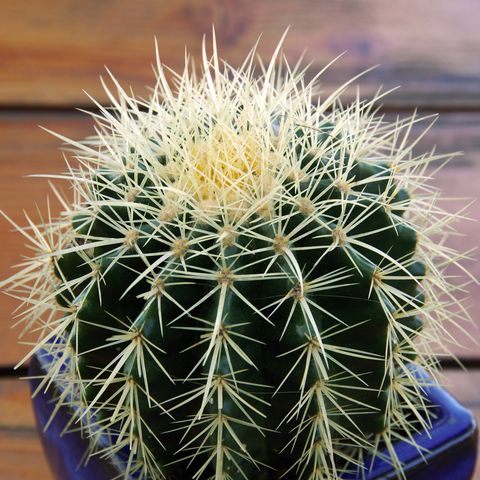 Mudah Dirawat, 10 Jenis Kaktus Mini untuk Dekorasi