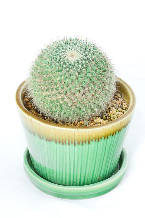 Mudah Dirawat, 10 Jenis Kaktus Mini untuk Dekorasi