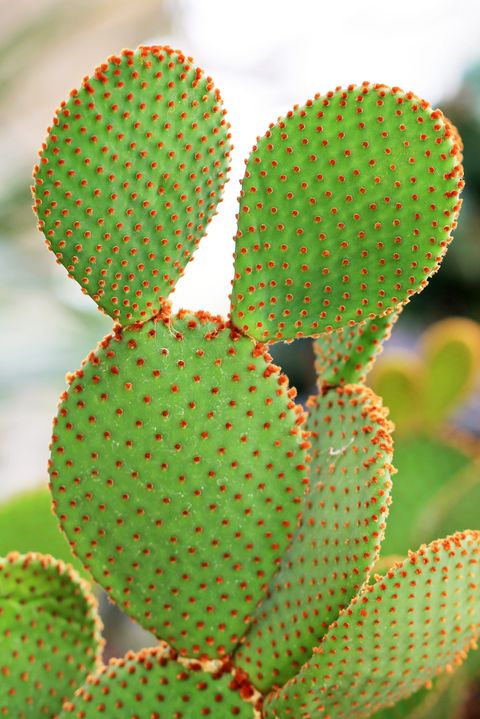 Perawatan Mudah, 10 Jenis Kaktus Mini untuk Dekorasi