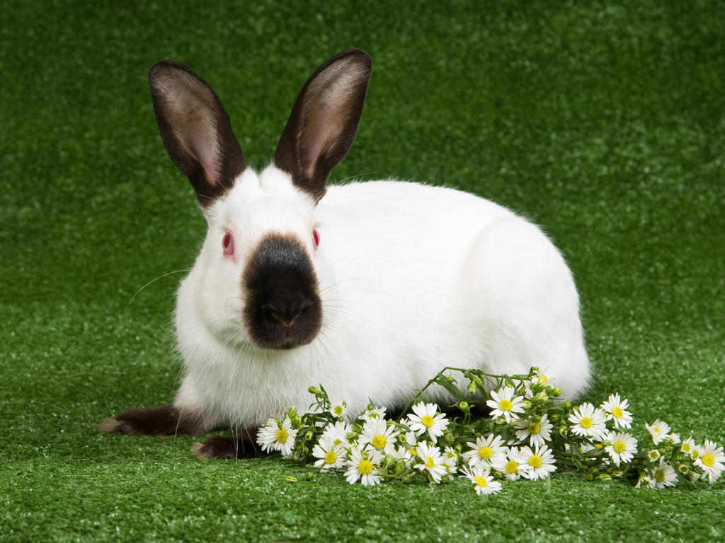 10 Jenis Kelinci Hias yang Bisa Dipelihara, Pengen Bawa Pulang