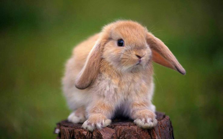 10 Jenis Kelinci Hias Yang Bisa Kamu Pelihara, Mau Dibawa Pulang