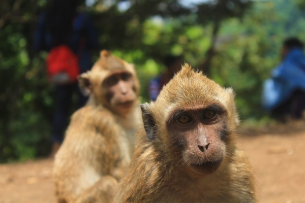 kera dan monyet natureworldnews - Beda Kera dan Monyet, Bisa Dilihat dari Bentuk Ekor dan Lengannya