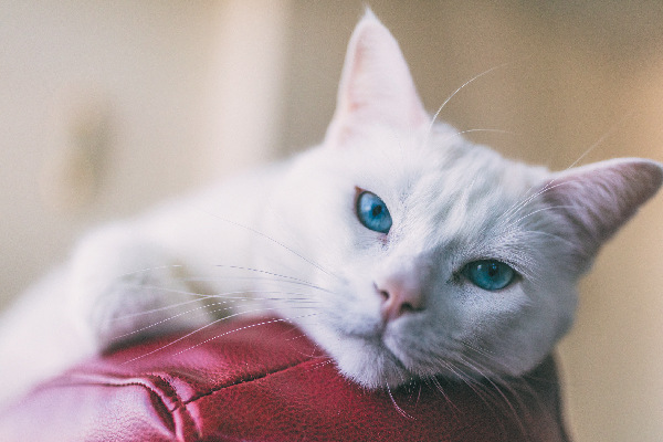 10 Ciri Kucing Anggora Asli, Gak Cuma Dilihat dari Bulunya