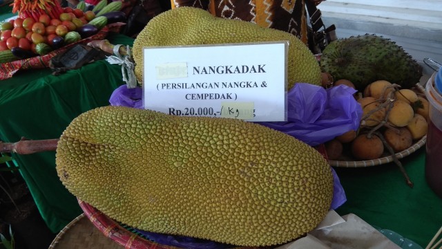 Buah Hasil Persilangan Antara Nangka dan Cempedak