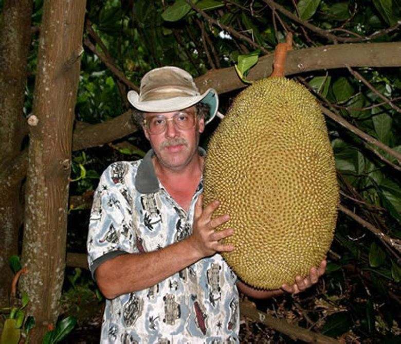 Buah Nangkadak, Hasil Persilangan Antara Nangka dan Cempedak