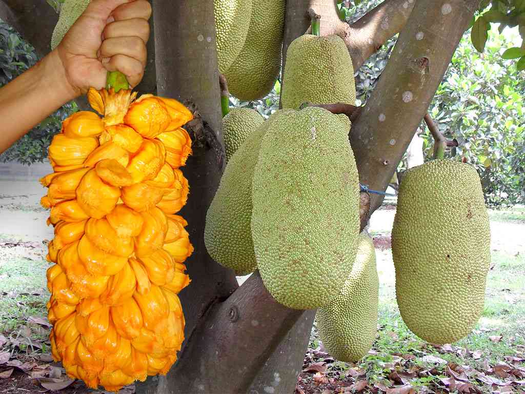 Buah Nangkadak, Hasil Persilangan Nangka dan Cempedak