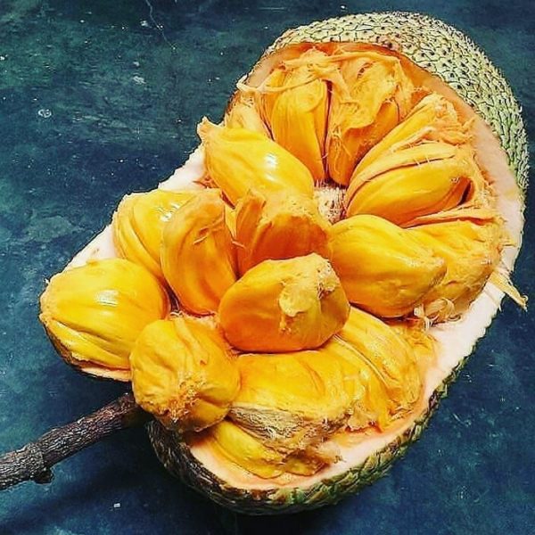 Buah Hasil Persilangan Antara Nangka dan Cempedak