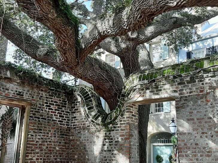 10 Bangunan yang Rela Dilubangi Agar Pohon Tetap Tumbuh