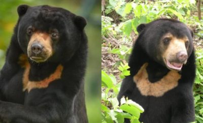 Sun Bear, Beruang Madu Terkecil Sedunia Ada di Indonesia