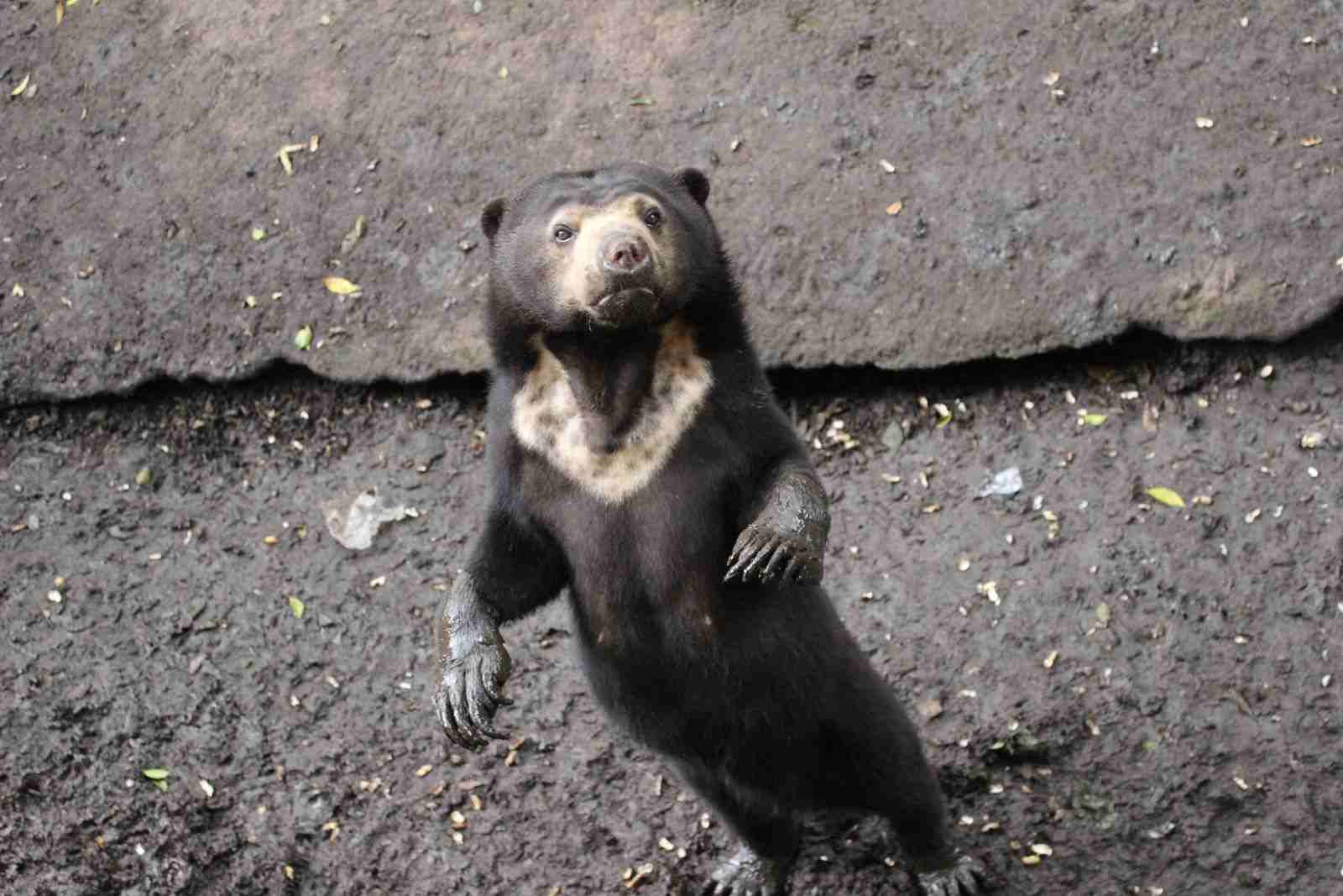 Sun Bear, Beruang Madu Terkecil Sedunia Ada di Indonesia
