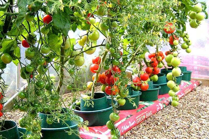Just Pick, 10 Vegetables and Kitchen Spices That Can Be Planted in Pots
