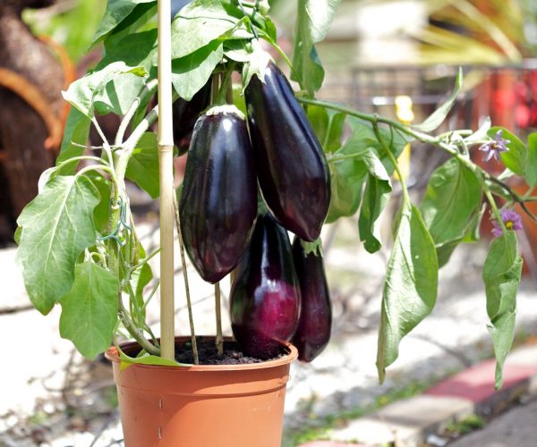 Tinggal Petik, 10 Sayur dan Bumbu Dapur yang Bisa Ditanam di Pot