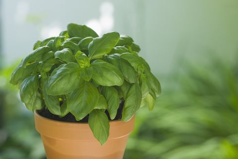 Tinggal Petik, 10 Sayur dan Bumbu Dapur yang Bisa Ditanam di Pot