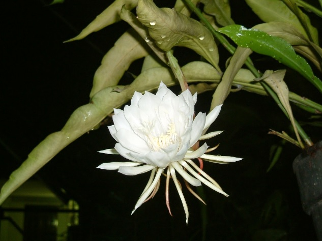 Bunga Wijaya Kusuma, Mitos Pembawa Keberuntungan yang Hanya Mekar di Malam Hari
