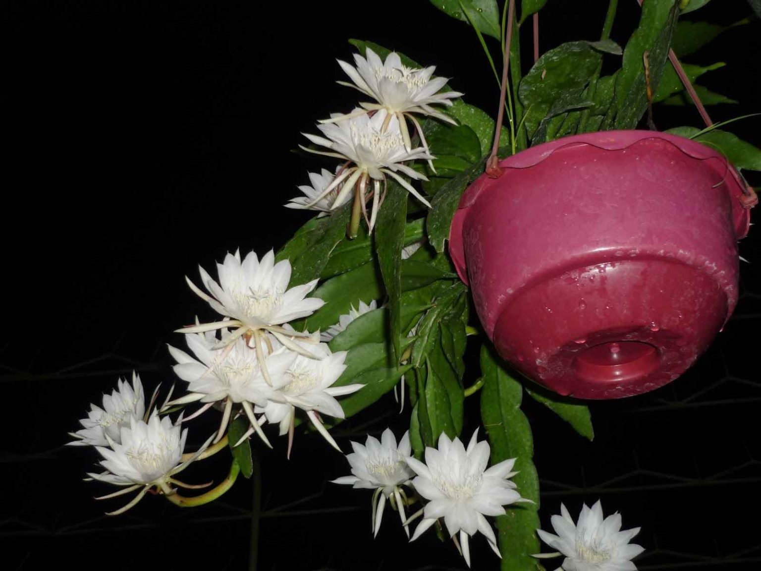 Mitos Bunga Wijaya Kusuma, Pembawa Keberuntungan yang Hanya Mekar di