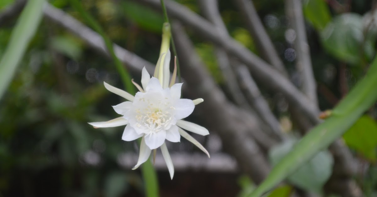 Bunga Wijaya Kusuma, Mitos Pembawa Keberuntungan yang Hanya Mekar di Malam Hari