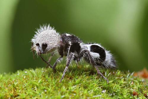 Hormiga panda wiki co - Hewan Semut Panda, Lebah Tanpa Sayap yang Sangat Beracun