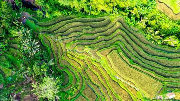 Tradisi Subak, Sistem Irigasi Sawah di Bali yang Terlihat Indah