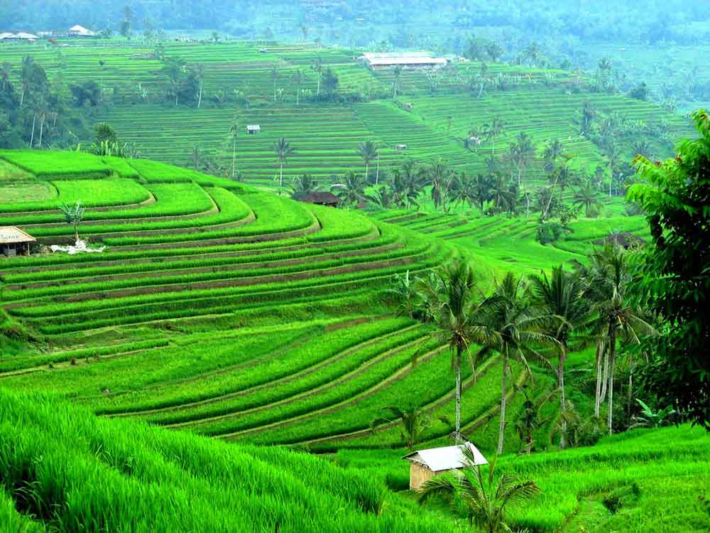 Tradisi Subak, Sistem Irigasi Sawah di Bali yang Terlihat Indah