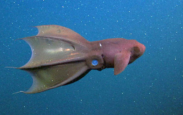 10 Ikan Laut Dalam yang Bikin Bergidik, Bentuknya Tak Biasa