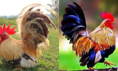 Ayam Kate, Bulunya Unik dan Dipelihara sebagai Hewan Hias