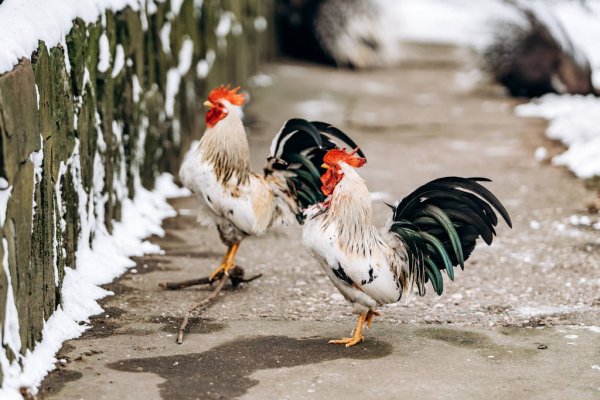 Ayam Kate, Bulunya Unik dan Dipelihara sebagai Hewan Hias