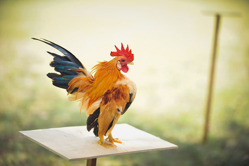 Ayam Kate, Bulunya Unik dan Dipelihara sebagai Hewan Hias