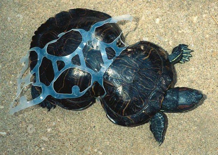Sedih, 10 Potret Bukti Botol Plastik Berbahaya untuk Hewan