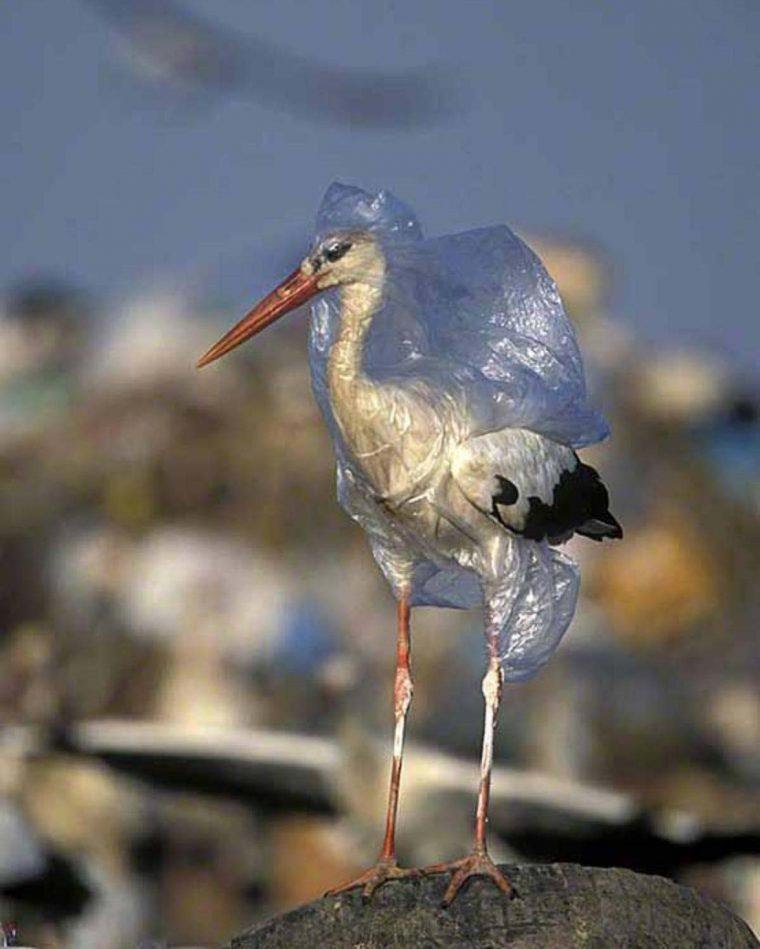 Sedih, 10 Potret Bukti Botol Plastik Berbahaya untuk Hewan