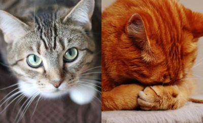 10 Cara Memanggil Kucing di Seluruh Dunia