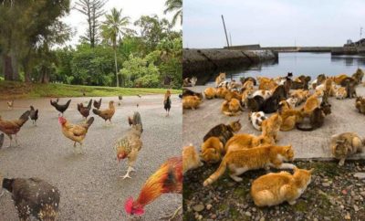 10 Pulau yang Dihuni Banyak hewan, Bisa Berinteraksi dengan Hewan Eksotik