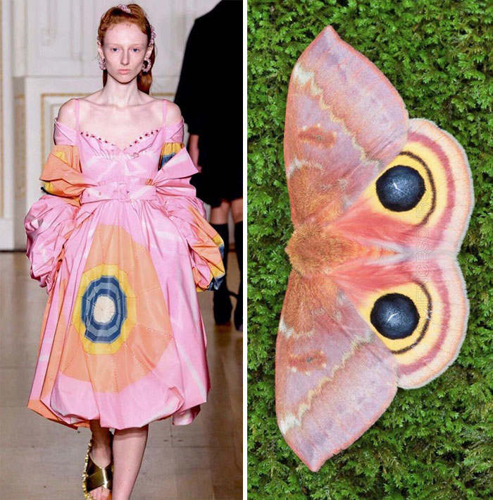 Ada Jamur hingga Kupu-Kupu