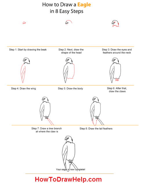 10 Cara Menggambar Elang, Pose Diam hingga Terbang