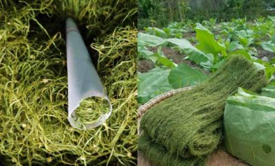 Bakong Gayo Khas Aceh, Tembakau Hijau yang Beraroma Ganja