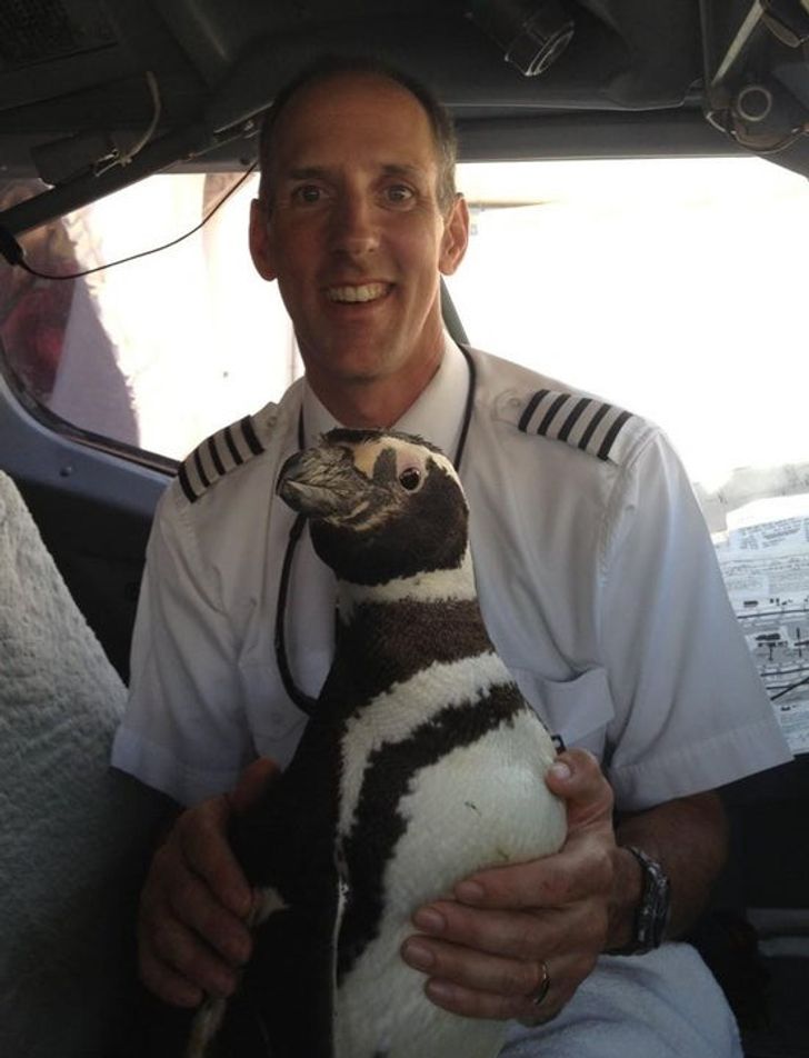 10 Gaya Hewan Peliharaan yang Ikut Travelling, Ada Pinguin Naik Pesawat