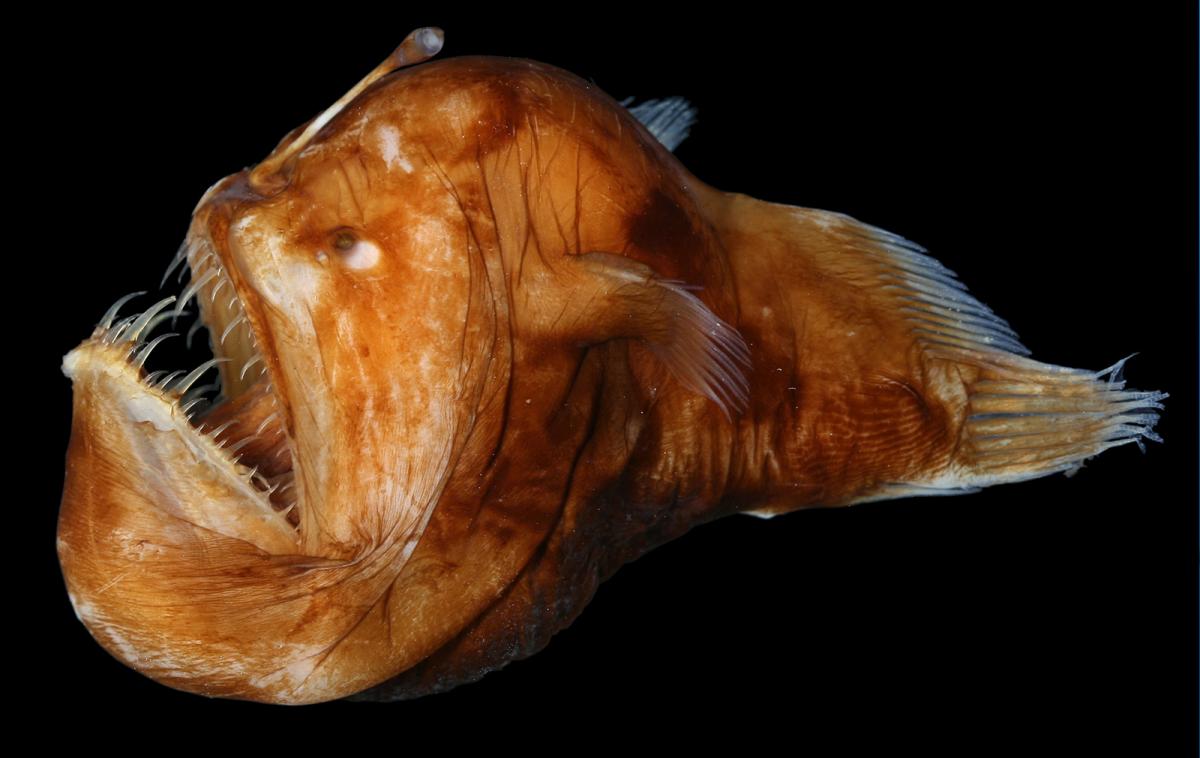 10 Ikan Laut Dalam yang Bikin Bergidik, Bentuknya Tak Biasa