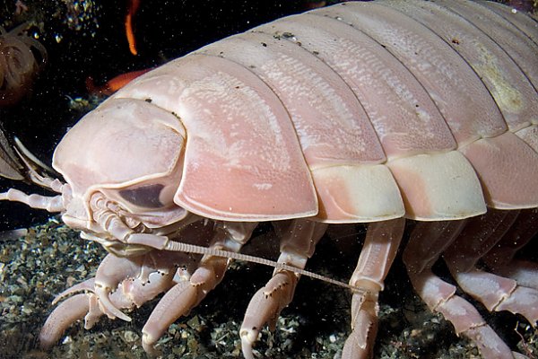 10 Ikan Laut Dalam yang Bikin Bergidik, Bentuknya Tak Biasa