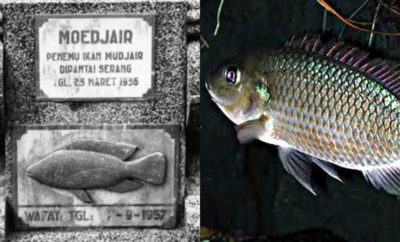 Asal Usul Mujair, Ikan Favorit sejak Era Kolonial Belanda