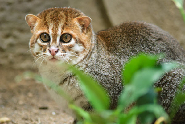 10 Jenis Kucing yang Sangat Jarang Ditemukan