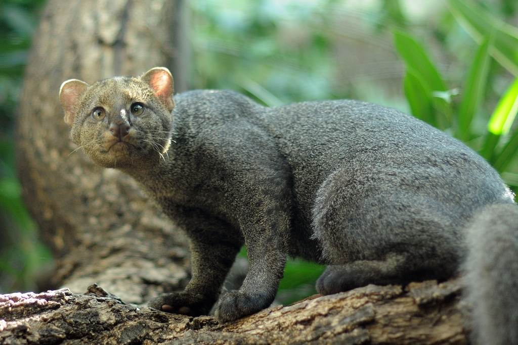 10 Jenis Kucing yang Sangat Jarang Ditemukan